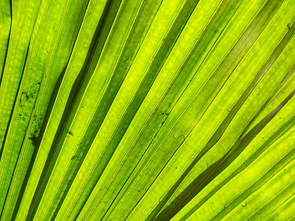 grønt blad, grøn, blad, plante, vener, indien, Bengaluru, Dayananda Sagar College of Engineering, træ, Palme træ, dayananda sagar, kollegium, engineering college, ventilator, struktur, krystal, bregne, korridor, sollys, lupin, blomstre, grøn farve, baggrunde, fuld ramme, ingen mennesker, mønster, palmblad, plante del, tæt på, vækst, naturligt mønster, skønhed i naturen, natur, friskhed, tropisk klima, tekstureret, frond, udendørs, blade, 2K, CC0, offentligt domæne, royaltyfrie