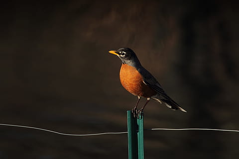 fokus fotografering, Brun, sort, fugl, perched, aborre, stolpe, tråd, bokeh, sløring, grøn, orange, profil, dOF, sommer, robin, dyre temaer, dyr, dyreliv, et dyr, hvirveldyr, dyr i naturen, perching, ingen mennesker, fokus på forgrunden, dag, udendørs, tæt på, fuld længde, pol, sidebillede, natur, leder, næb, profilvisning, 5K, CC0, offentligt domæne, royaltyfrie
