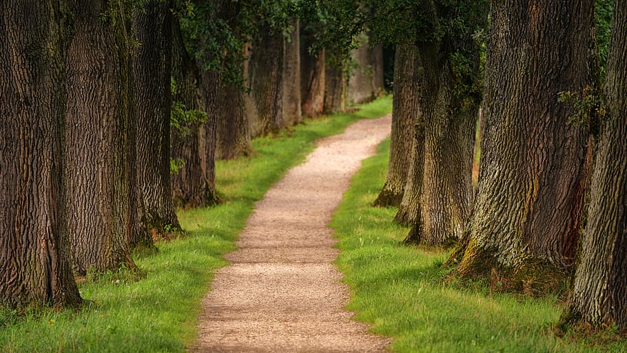 parc, arbres, Camí, caminar, caminada, gespa verda, boscos, bosc, naturalesa, escènic, files, planta, arbre, direcció, el camí a seguir, sendera, escena tranquil·la, tranquil·litat, herba, terra, bellesa a la natura, cap gent, creixement, tronc de l'arbre, escenics - natura, tronc, escena no urbana, paisatge, a l'aire lliure, treelined, perspectiva decreixent, ruta, 5K