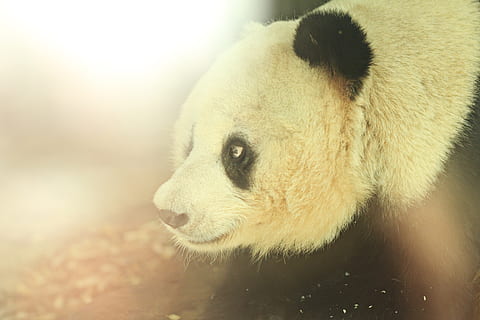 ilustrace panda, zvířat, zvíře, jednoho zvířete, savec, zvířata ve volné přírodě, obratlovců, medvěd, detail, nikdo, den, hledá, venku, koukal, lední medvěd, Příroda, panda - zvíře, část těla zvířete, relaxace, zvířecí hlavy, 5K, CC0, veřejná doména, bez autorských práv