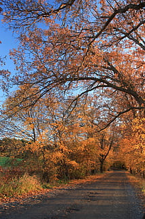 plantar, árvore, bordo, tronco de árvore, Estados Unidos, sul hamilton, estrada de cutelo, estrada, natureza, estrada de terra, ao ar livre, outono, estrada rural, sai, cenário, abies, abeto, alcatrão, asfalto, mudança, o caminho a seguir, beleza na natureza, direção, tranquilidade, crescimento, ninguém, dia, cor laranja, scenics - natureza, terra, cena tranquila, transporte, céu, coleção de outono, 4K, CC0, domínio público, royalty free