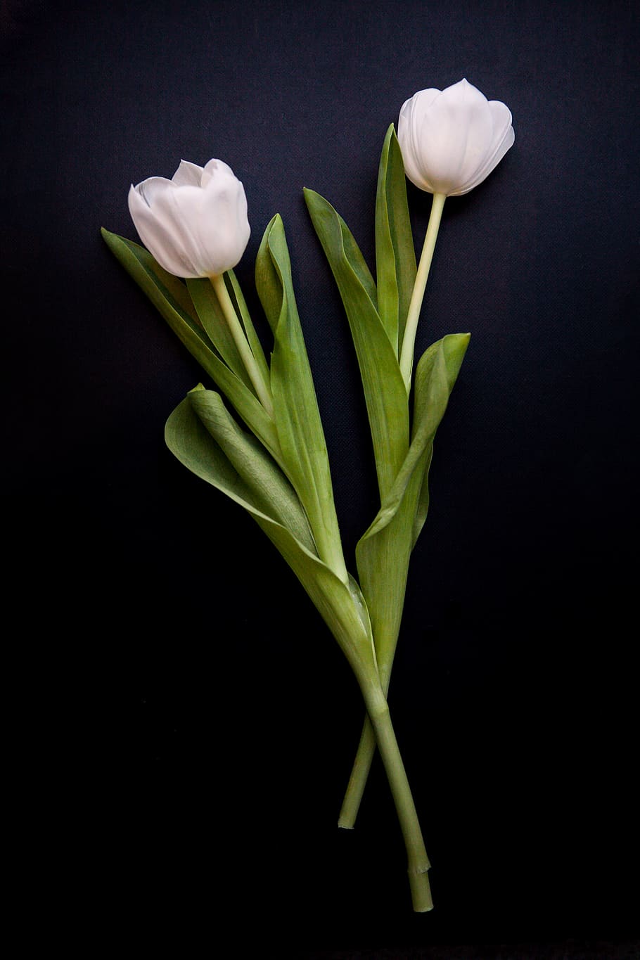 dues flors blanques, planta, flor, tulipa, blanc, primavera, arranjament floral, ram de flors, verd, naturalesa, tulipes, florir, negre, flors, pètal, amaryllidaceae, lliri, brot, brollar, rosa, frescor, planta amb flors, tir de l'estudi, fons negre, bellesa a la natura, vulnerabilitat, primer pla, fragilitat, a l'interior, cap de flor, cap gent, inflorescència, part de la planta, full, color verd, Color blanc, 2K