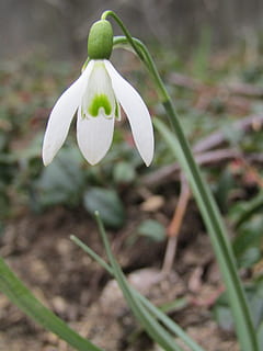 sněženka, zimní, jaro, bílý, makro, Příroda, rostlina, květ, příznaky jara, brzy bloomer, frühlingsanfang, jarní probuzení, nabídka, kvetoucí rostlina, růst, zranitelnost, křehkost, okvětní lístek, svěžest, krása v přírodě, detail, bílá barva, zaměřit se na popředí, květenství, květu hlavy, přistát, nikdo, pole, den, venku, 5K, CC0, veřejná doména, bez autorských práv