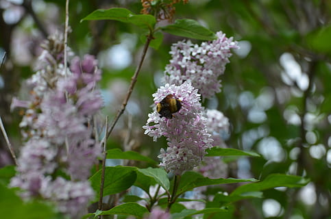 abeille, la nature, lilas, violet, printemps, plante, fragrance, flore, été, parfumé, fleur, botanique, arôme, fleurs, Floraison, plante à fleurs, fragilité, vulnérabilité, beauté dans la nature, fraîcheur, croissance, animaux à l'état sauvage, thèmes animaux, pétale, fermer, la faune des animaux, animal, un animal, invertébré, insecte, tête de fleur, pollinisation, personne, en plein air, bourdon, bouquet de fleurs, 4K, CC0, domaine public, libre de droits