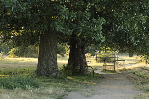 empty, pathway, trees, daytime, tree, plant, nature, growth, land, outdoors, trunk, field, tranquility, day, green color, tree trunk, beauty in nature, no people, park, wood - material, sunlight, seat, tranquil scene, grass, park bench, 4K, CC0, public domain, royalty free