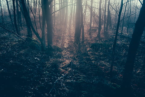 abgeblendet, Fotografie, Waldbäume, Wald, Baum, Sonnenlicht, Schatten, Nebel, Licht, glühen, Natur, draussen, Holz, neblig, Morgen, kalt, Landschaft, Pflanze, Land, Ruhe, Kofferraum, Schönheit in der Natur, Baumstamm, ruhige Szene, Nicht-städtische Szene, keine Leute, Szenen - Natur, Wachstum, draußen, Tag, Umgebung, 8K, CC0, gemeinfrei, lizenzfrei