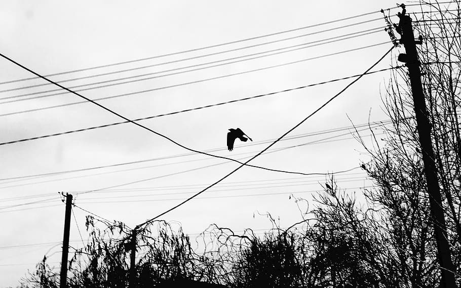 ocell negre, ocell, animal, Corb, silueta, volant, humà, persona, merla, Agelaius, pal d’utilitat, cable, gris, cables, monocroma, cel, línies elèctriques, àguila, torre de transmissió elèctrica, ocell de cometa, arbre, temes d'animals, vista d’angle baix, vertebrats, fauna animal, planta, un animal, línia elèctrica, animals a la natura, electricitat, naturalesa, connexió, Font d'alimentació, cap gent, generació de combustible i energia, a l'aire lliure, complexitat, línia telefònica, 2K