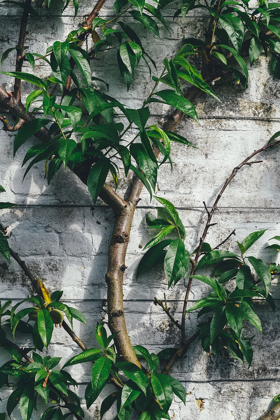 pianta verde foglia, foglia, parte vegetale, crescita, pianta, colore verde, natura, nessuno, giorno, caratteristica della parete, all'aperto, bellezza nella natura, parete, edera, avvicinamento, architettura, pianta rampicante, struttura costruita, botanica, vecchio, ramo, 2K