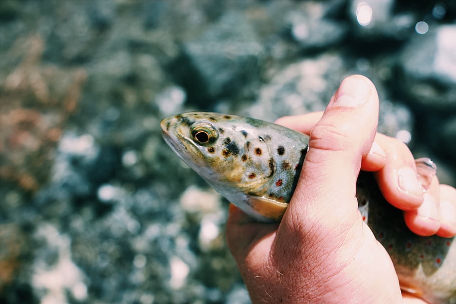 peixos marrons, peix, animal, truita, humà, persona, parc nacional des ecrins, pelvoux, França, mà, captura, tacat, celebració, viscós, capturat, escala, vida salvatge, dit, thumb, mantingui, salvatge, mà humana, part del cos humà, un animal, una persona, fauna animal, centrar-se en primer pla, animals a la natura, dit humà, persona irreconeixible, part del cos, persones reals, primer pla, dia, estils de vida, a l'aire lliure, marí, papallona - insecte, 5K