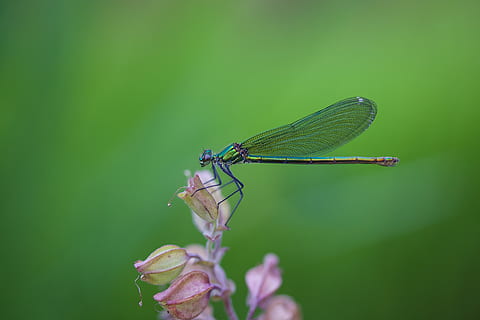 libellula, macro, insetto, ala, avvicinamento, estate, mondo animale, fiore, fauna selvatica, invertebrato, animali allo stato selvatico, temi animali, animale, un animale, pianta, ala animale, colore verde, natura, bellezza nella natura, giorno, nessuno, damselfly, concentrarsi sulle conoscenze acquisite, all'aperto, 5K, CC0, dominio pubblico, privo di copyright