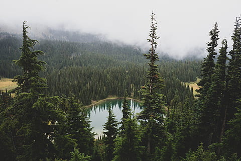 blanco, niebla, bosque, árbol, lago, agua, Valle, reflexión, nube, pnw, aventuras, deambular, pasión de viajar, naturaleza, paisaje, explorar, viaje, verde, descolorido, caminata, montaña, scenics, al aire libre, Canadá, Pino, belleza en la naturaleza, verano, cielo, color verde, alberta, escena tranquila, nadie, área silvestre, cordillera, otoño, árbol conífero, parque nacional de banff, terreno extremo, pico de la montaña, árbol de hoja perenne, hito nacional, azul, Estados Unidos, abeto, montañas Rocosas, 5K, CC0, dominio público, libre de derechos