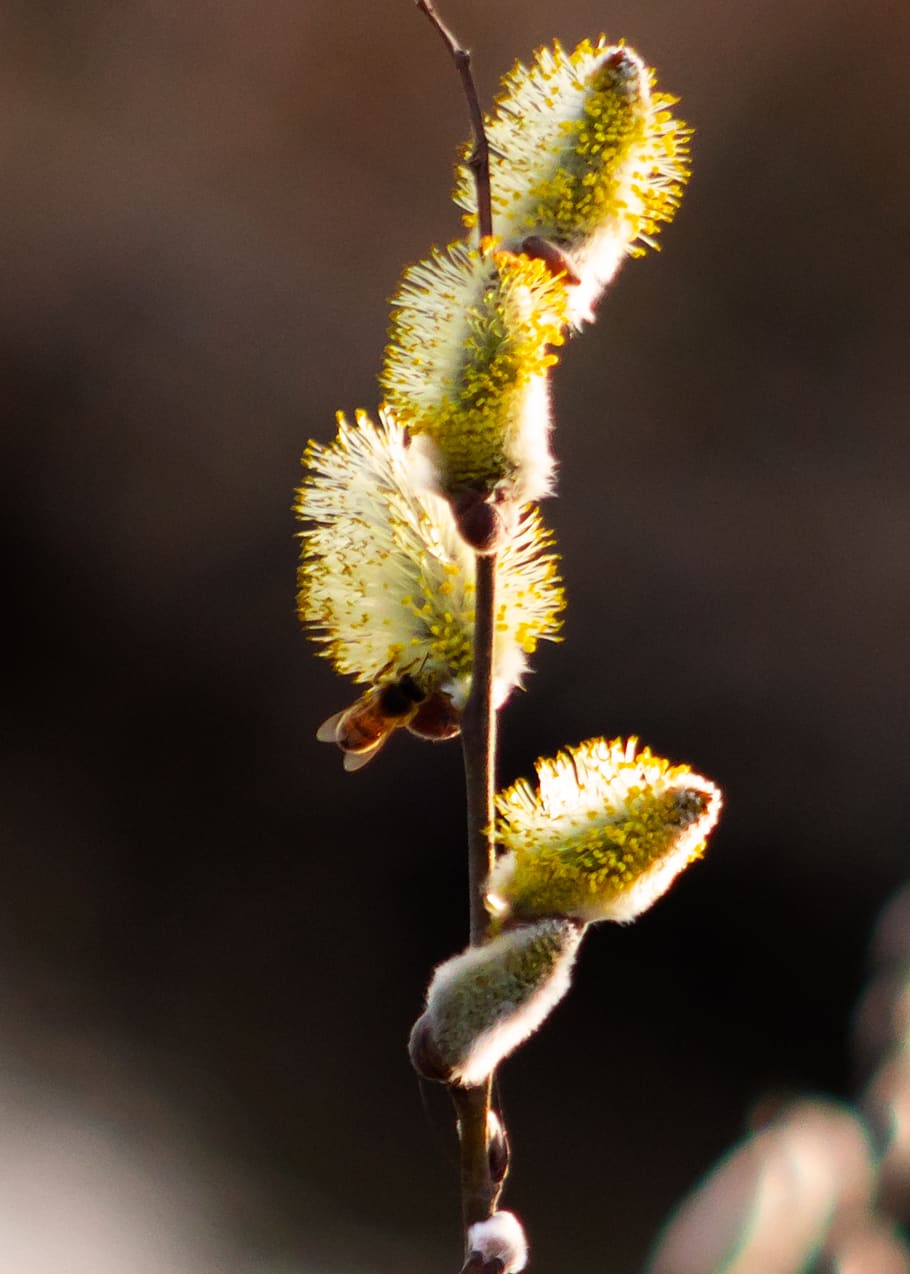 barka, flor de salze, salze, tipus de salze, branca, branques, flors, primavera, flors a, flora, naturalesa, planta, primer pla, flor, frescor, creixement, cap gent, planta amb flors, centrar-se en primer pla, bellesa a la natura, dia, enfocament selectiu, fragilitat, a l'aire lliure, vulnerabilitat, tija de la planta, inicis, nova vida, brot, salze de cony, 2K
