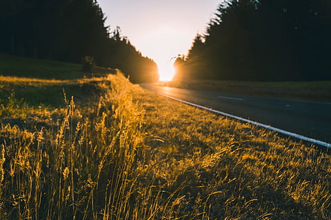plantes, herba, arbres, carretera, viatge, viatjar, carril, sol, sortida del sol, cel, núvols, vista, planta, posta de sol, arbre, bellesa a la natura, tranquil·litat, creixement, llum solar, naturalesa, camp, escena tranquil·la, terra, cap gent, transport, paisatge, escena no urbana, escenics - natura, a l'aire lliure, flare de la lent, 5K, CC0, domini públic, lliure de regalies
