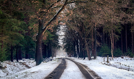 fotografia, strada, stagione invernale, freddo, dicembre, ambiente, foresta, sibilo, brina, gelido, congelato, guida, ghiaccio, paesaggio, luce, natura, Olanda, parco, panoramico, stagione, la neve, nevoso, alberi, tempo metereologico, bianca, inverno, boschi, albero, pianta, la strada davanti, direzione, prospettiva decrescente, nessuno, treelined, crescita, mezzi di trasporto, giorno, la tranquillità, bellezza nella natura, sentiero, all'aperto, punto di fuga, terra, tronco, lungo, 4K, CC0, dominio pubblico, privo di copyright
