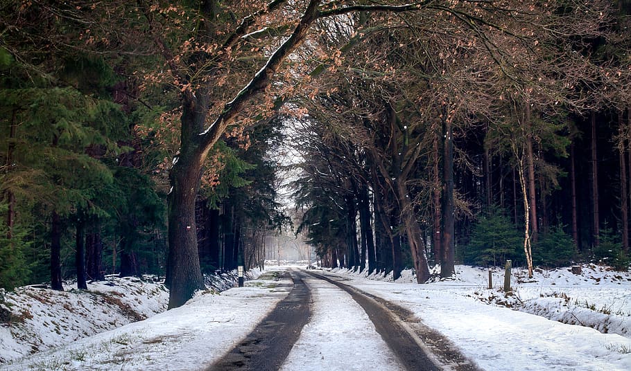 fotografia, carretera, temporada d’hivern, fred, desembre, medi ambient, bosc, zing, gelades, gelada, congelat, orientació, gel, paisatge, llum, naturalesa, Països Baixos, parc, escènic, temporada, neu, nevat, arbres, temps, blanc, hivern, boscos, arbre, planta, el camí a seguir, direcció, perspectiva decreixent, cap gent, treelined, creixement, transport, dia, tranquil·litat, bellesa a la natura, sendera, a l'aire lliure, punt de fuga, terra, tronc, llarg, 4K