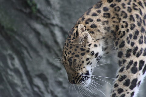 leopard, stor, kat, rovdyr, vild kat, et dyr, feline, dyre temaer, pattedyr, dyr, stor kat, dyreliv, dyr i naturen, ingen mennesker, fik øje på, carnivora, hvirveldyr, træ, dyr markeringer, bakkenbart, fokus på forgrunden, tæt på, dag, dyr hoved, gepard, 5K, CC0, offentligt domæne, royaltyfrie