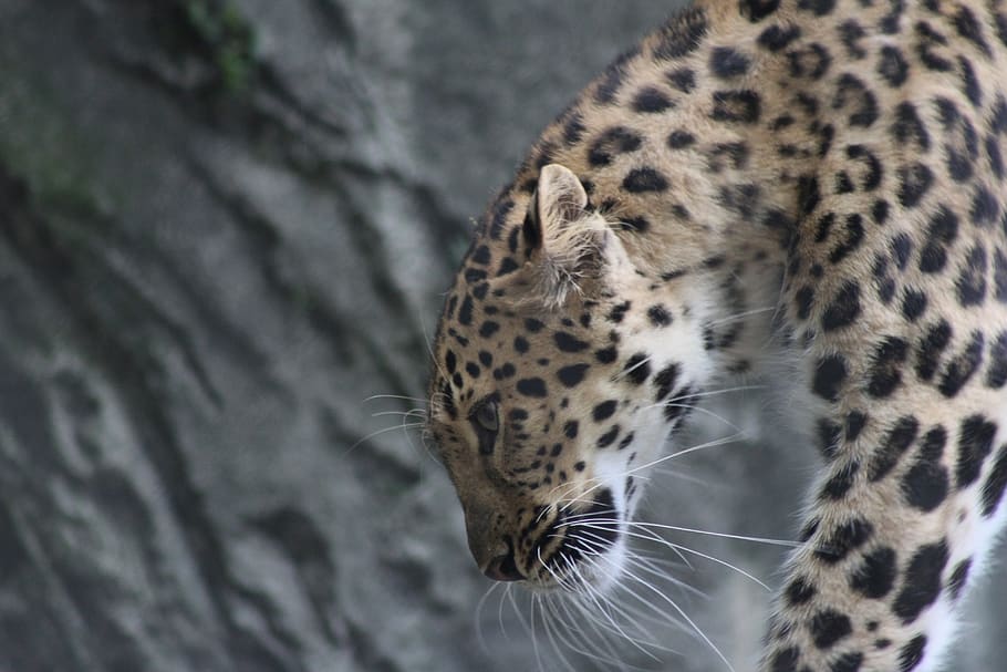 leopard, stor, kat, rovdyr, vild kat, et dyr, feline, dyre temaer, pattedyr, dyr, stor kat, dyreliv, dyr i naturen, ingen mennesker, fik øje på, carnivora, hvirveldyr, træ, dyr markeringer, bakkenbart, fokus på forgrunden, tæt på, dag, dyr hoved, gepard, 5K