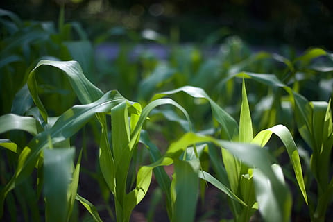 selettivo, fotografia a fuoco, verde, campi di grano, campo, piante, crescita, colore verde, pianta, bellezza nella natura, avvicinamento, natura, parte vegetale, giorno, foglia, nessuno, concentrarsi sulle conoscenze acquisite, freschezza, terra, all'aperto, fragilità, vulnerabilità, la tranquillità, messa a fuoco selettiva, luce del sole, 5K, CC0, dominio pubblico, privo di copyright