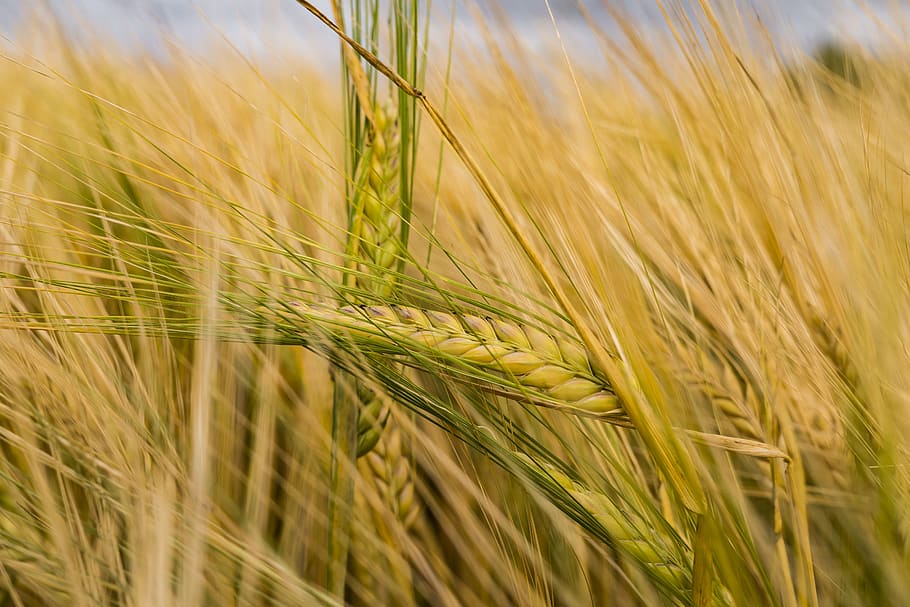 tancar, foto, planta d'arròs, cultivable, cereals, blat de moro, camp de blat de moro, cultiu, granja, camp, gra, herba, creixement, pastures, planta, sègol, planta de cereals, agricultura, escena rural, paisatge, blat, terra, primer pla, naturalesa, bellesa a la natura, orella de blat, cap gent, enfocament selectiu, dia, ordi, groc, a l'aire lliure, madur, sègol - gra, 5K