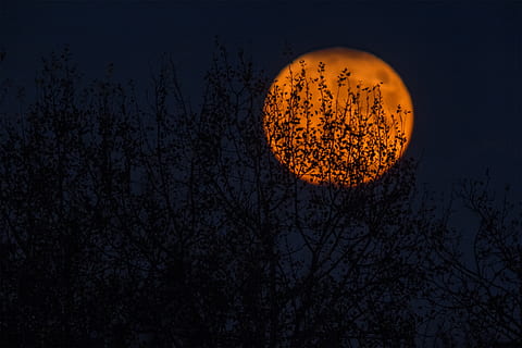 moon, circle, round, dark, night, sky, tree, silhouette, nature, plant, full moon, no people, space, bare tree, outdoors, branch, astronomy, low angle view, orange color, tranquility, scenics - nature, beauty in nature, dusk, planetary moon, moonlight, 2K, CC0, public domain, royalty free