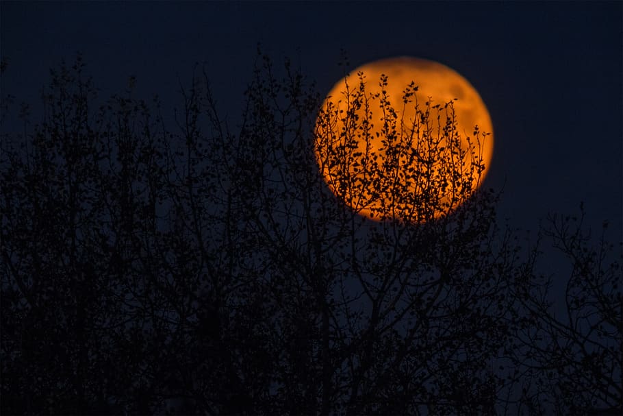 moon, circle, round, dark, night, sky, tree, silhouette, nature, plant, full moon, no people, space, bare tree, outdoors, branch, astronomy, low angle view, orange color, tranquility, scenics - nature, beauty in nature, dusk, planetary moon, moonlight, 2K