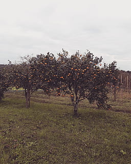 copaci verzi cu frunze, agricultură, terenurile agricole, culturi, mediu inconjurator, fermă, teren agricol, camp, proaspăt, fructe, iarbă, verde, creştere, peisaj, portocale, în aer liber, pitoresc, copaci, plantă, copac, cer, teren, liniște, frumusețe în natură, natură, o scenă liniștită, nici o persoana, zi, scenice - natura, nor - cer, scenă non-urbană, 4K, CC0, domeniu public, fără drepturi de autor