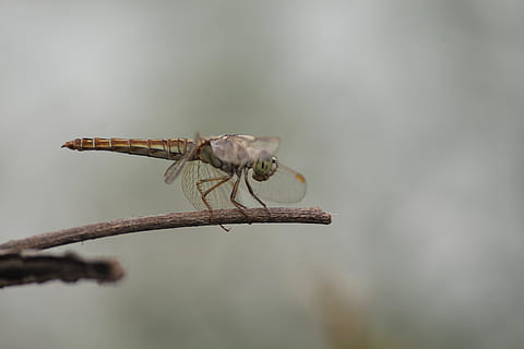 macro, micro, naturalesa, insecte, jardí, micro-fotografia, papallona, centrar-se en primer pla, un animal, temes d'animals, fauna animal, animal, animals a la natura, invertebrat, primer pla, dia, cap gent, planta, a l'aire lliure, ala dels animals, tija de la planta, branca, bellesa a la natura, libèl·lula, Planta esvaïda, 2K, CC0, domini públic, lliure de regalies