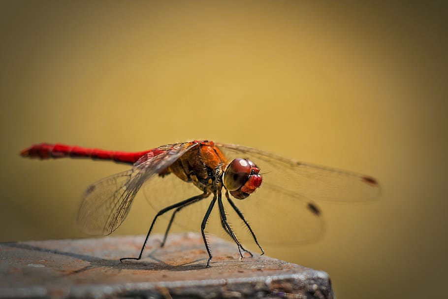vermell, taronja, libèl·lula, primer pla, insecte, macro, temes d'animals, invertebrat, animal, fauna animal, animals a la natura, un animal, ala dels animals, cap gent, centrar-se en primer pla, naturalesa, dia, a l'aire lliure, part del cos dels animals, enfocament selectiu, funció de construcció de parets, planta, vista lateral, ull d’animals, 4K