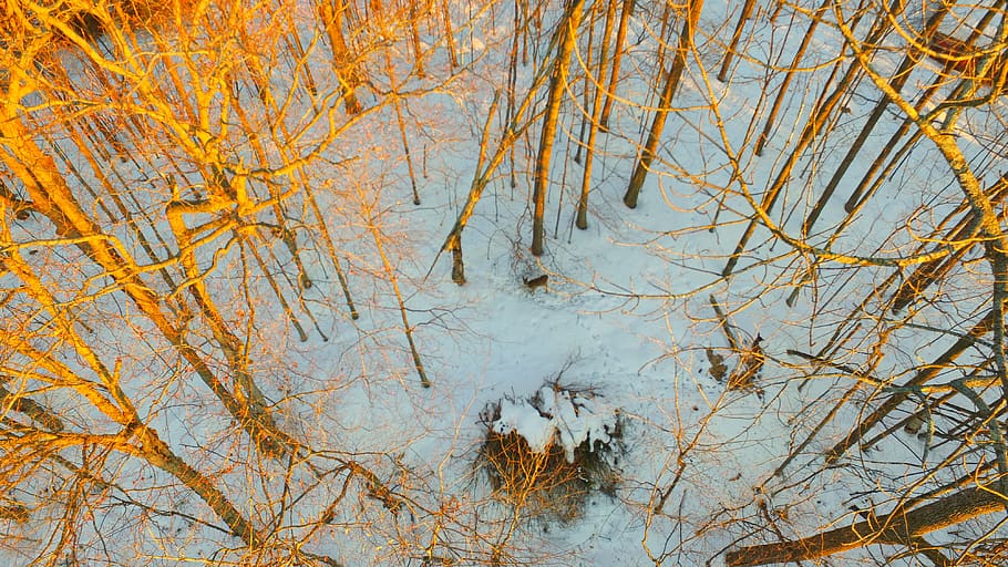 Kanada, lachute, strom, rostlina, Příroda, podzim, nikdo, klid, krása v přírodě, den, voda, přistát, větev, venku, změna, zimní, scenics - příroda, les, klidné scény, růst, studená teplota, 4K