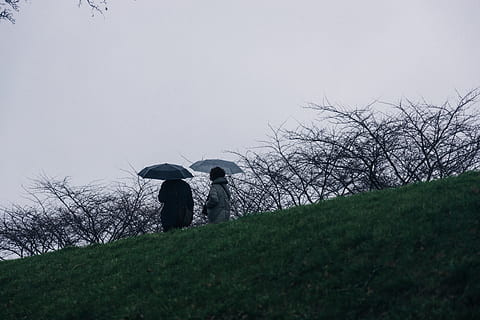 to, personer, paraply, person, menneskelig, baldakin, anlegg, gress, klær, frakk, felt, plen, ytterfrakk, silhouette, mennesker, vær, natur, campus, bakke, skråningen, tre, to mennesker, himmel, ekte folk, land, dag, livsstil, beskyttelse, voksen, samvær, utsikt bakover, stående, vekst, lav vinkel visning, utendørs, parforhold, regn, 5K, CC0, offentlig domene, opphavsrett gratis