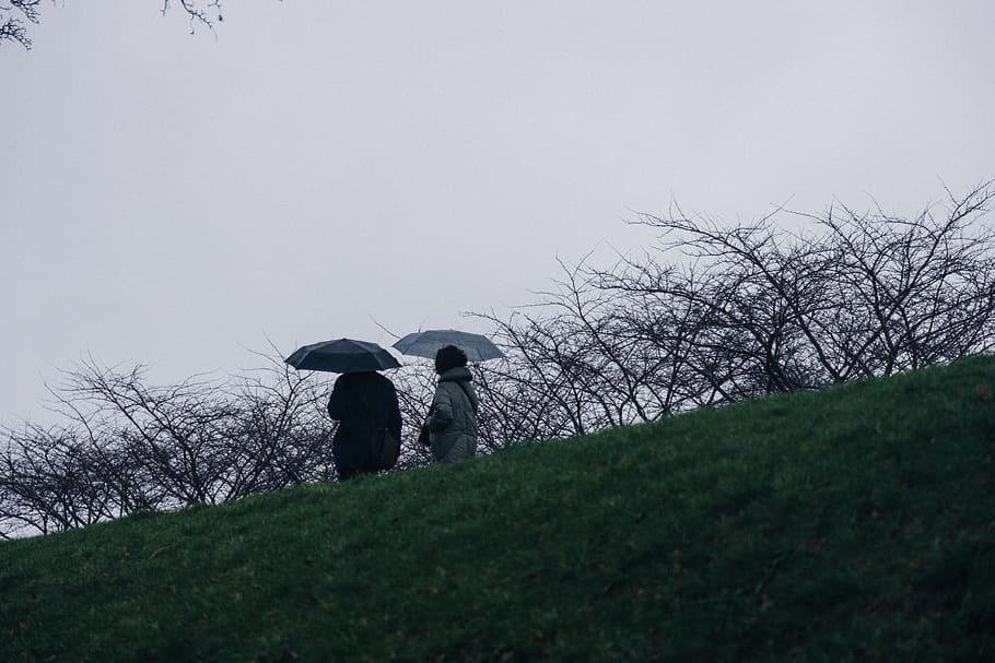 to, personer, paraply, person, human, baldakin, plante, græs, beklædning, frakke, tøj, Mark, græsplæne, overfrakke, silhuet, mennesker, vejr, natur, universitetsområde, jord, hældning, træ, to personer, himmel, rigtige mennesker, dag, livsstil, beskyttelse, voksen, samvær, bagfra, stående, vækst, lav vinkel visning, udendørs, par - forhold, regn, 5K