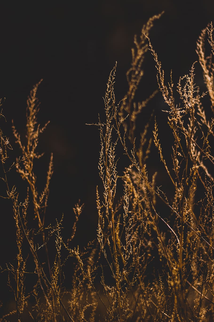 brunbladet plante, nat, plante, natur, ingen mennesker, skønhed i naturen, ro, vækst, himmel, udendørs, kold temperatur, træ, lav vinkel visning, sne, fokus på forgrunden, vinter, tæt på, belyst, afdeling, skrøbelighed, stilk, 4K