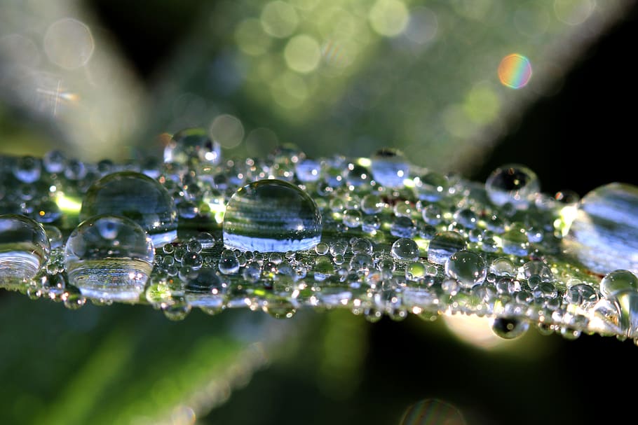 fotografia macro, planta, gotes d’aigua, borrós, bombolla, netejar, clar, primer pla, rosada, tirar, gota, gotes, gotes d'aigua, horitzó, paisatge, macro, reflexió, splash, posta de sol, tronc, turquesa, aigua, gota d'aigua, humit, naturalesa, enfocament selectiu, frescor, cap gent, color verd, bellesa a la natura, puresa, full, a l'aire lliure, part de la planta, primer pla extrem, vulnerabilitat, gota de pluja, 5K