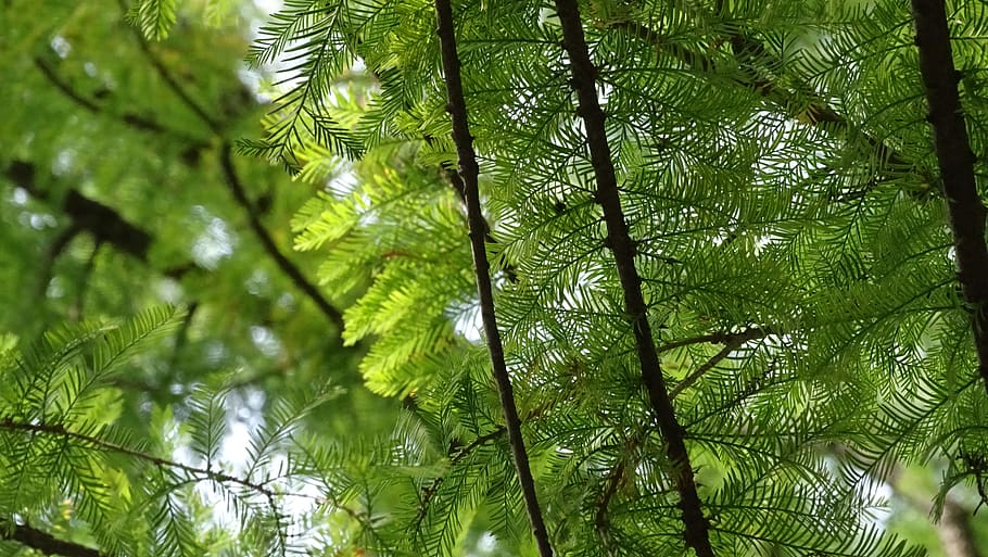 fyrretræ, blad, løv, træ, afdeling, grøn, natur, Skov, miljø, nåletræ, træer, plante, skove, lys, udendørs, økologi, ilt, nåletræer, bur, liv, grøntsag, fotosyntese, grøn farve, skønhed i naturen, vækst, lav vinkel visning, jord, plante del, ingen mennesker, dag, ro, baggrunde, tropisk klima, bambus - plante, palmblad, tropisk træ, 2K