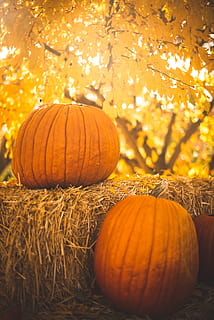 kaksi keltaista squashia, syksy, ruoka ja juoma, kurpitsa, halloween, ruoka, kasvi, keskittyä etualalle, luonto, juhla, oranssi väri, puu, vihannes, ei ihmisiä, tuoreus, loma - tapahtuma, terveellinen ruokavalio, hyvinvointi, maatalous, korjuu, maa, muuttaa, ulkona, kurpitsalyhty, 5K, CC0, public domain, rojaltivapaa