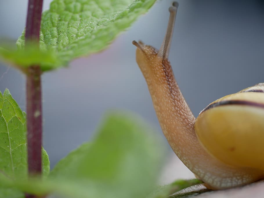 snegl, tæt på, skal, kravle, dyr, sonde, snegl shell, væsen, makro, dyr verden, have, natur, dyreliv, ingen mennesker, hvirvelløse, plante, dyr i naturen, et dyr, mollusk, dyre temaer, havsnegle, blad, plante del, dag, selektiv fokusering, vækst, grøn farve, udendørs, 4K