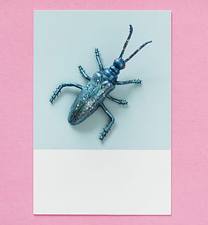 Blau, Kunststoffkäfer, Nahaufnahmen, Käfer, Fehler, Nahansicht, Konzept, Insekt, Miniatur, Modell-, Kunststoff, Spielzeug, drinnen, Tierthemen, Tier, Studioaufnahme, keine Leute, Tierwelt, pinke Farbe, High Angle View, ein Tier, Darstellung, Autopostproduktionsfilter, farbiger Hintergrund, direkt darüber, wirbellos, Reptil, Spinnentier, Stillleben, in voller Länge, 2K, CC0, gemeinfrei, lizenzfrei