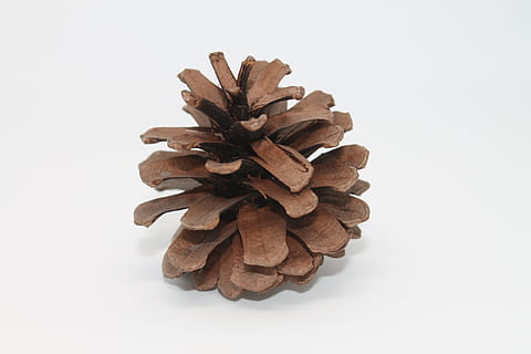 Kiefernzapfen, Makro, Nahansicht, braun, Holz, Dekoration, Natur, Baum, Leuchtkasten, Zuschneiden, weißer Hintergrund, Studioaufnahme, drinnen, keine Leute, ausgeschnitten, Stillleben, Tannenzapfen, Lebensmittel, Essen und Trinken, Stapel, trocken, Pflanze, Muster, getrocknetes Essen, Frische, einzelnes Objekt, große gruppe von gegenständen, Nadelbaum, 4K, CC0, gemeinfrei, lizenzfrei