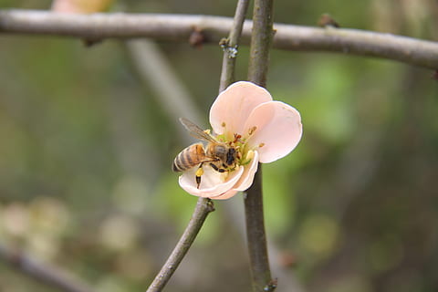flor, abella, insectes, primavera, naturalesa, polinització, Japó, codony, arbust, animals a la natura, temes d'animals, invertebrat, fauna animal, animal, primer pla, planta, un animal, centrar-se en primer pla, insecte, bellesa a la natura, cap gent, fragilitat, planta amb flors, dia, vulnerabilitat, creixement, tija de la planta, a l'aire lliure, cap de flor, 5K, CC0, domini públic, lliure de regalies