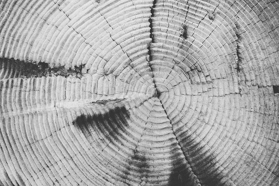fotografia en escala de grisos, gris, negre, tronc de fusta, tronc, marc complet, fons, anell d’arbre, textura, patró, primer pla, cap gent, arbre, escorça, patró natural, material de fusta, naturalesa, dia, monstre de l'arbre, planta, esquerdat, cercle, a l'aire lliure, forma geomètrica, fusta, gra de fusta, concèntric, 1080P