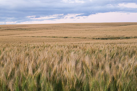 Jahreszeit, Brot, Wolke, entfernt, Entfernung, focu, Hintergrund, Industrie, ländlich, alberta, Kanada, sonnig, Offenheit, breit, klar, Bauernhof, Landwirtschaft, Feld, Weizen, Herbst, Landschaft, Land, Umgebung, wolke - himmel, Himmel, Szenen - Natur, Pflanze, Schönheit in der Natur, ländliche Szene, Wachstum, ruhige Szene, Ernte, Natur, Ruhe, Getreidepflanze, keine Leute, Horizont über Land, Horizont, draußen, 5K, CC0, gemeinfrei, lizenzfrei