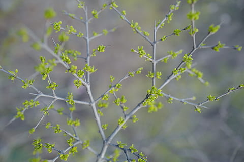 leaf, tender, bud, plant, beauty in nature, growth, nature, no people, green color, plant part, close-up, day, outdoors, tree, freshness, full frame, branch, focus on foreground, tranquility, vulnerability, flower, fragility, 5K, CC0, public domain, royalty free