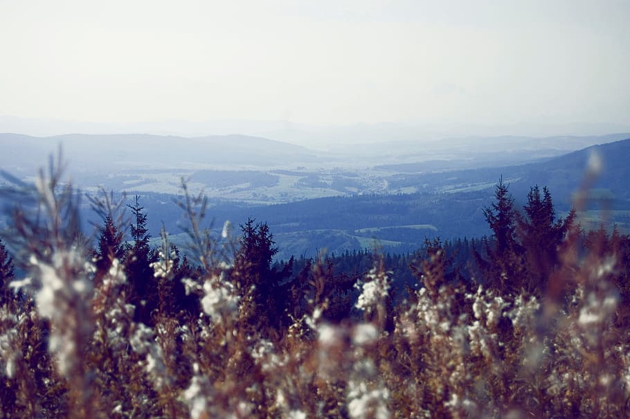 træ, natur, græs, bjerg, sne, vinter, solopgang, sollys, morgen, blomst, frost, daggry, bjergkæde, aften, vejr, sæson, atmosfæriske fænomen, bjergrige landformer, skønhed i naturen, plante, ro, rolig scene, scenics - natur, himmel, miljø, ingen mennesker, dag, landskab, vækst, udendørs, ikke-urbane scene, kopiere plads, kold temperatur, jord, 2K