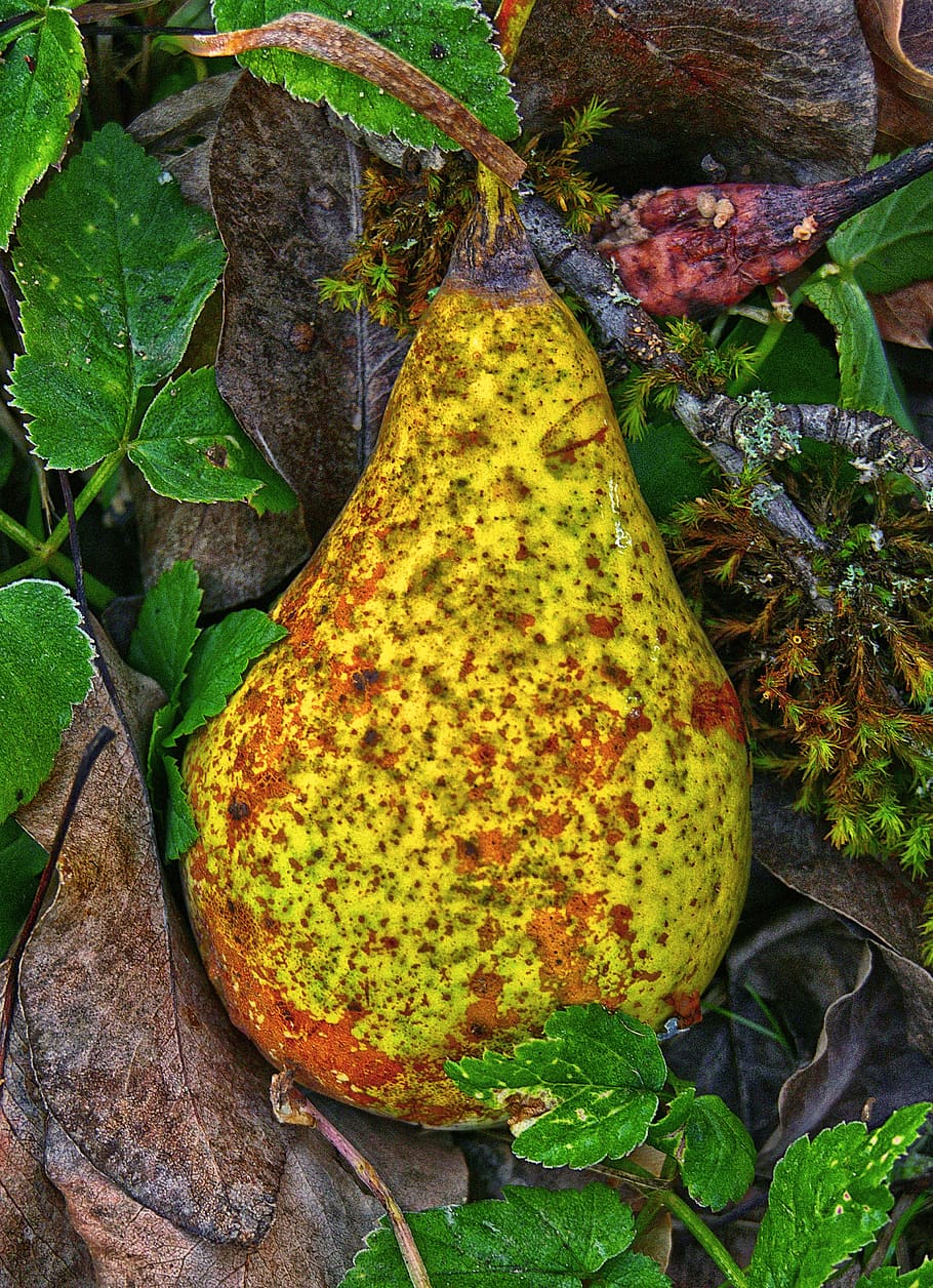pera, inesperat, fruita, horta, fruites, tardor, fruit de pomera, motiu de la tardor, és clar, naturalesa, menjar, bio, full, part de la planta, menjar i beguda, color verd, creixement, alimentació saludable, planta, cap gent, primer pla, benestar, frescor, dia, groc, vista d’angle alt, bellesa a la natura, a l'aire lliure, arbre, 4K