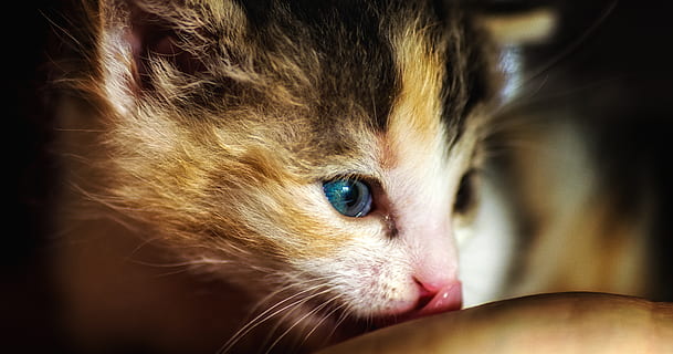 killing, lille bitte, nuttet, kat, kæledyr, feline, kitty, indenlandske, ung, dyr, yndig, sød, lille, hvid, baby, pels, fluffy, nyfødte, lodne, øjne, et dyr, pattedyr, husdyr, dyre temaer, indenlandske kat, dyr kropsdel, tæt på, hvirveldyr, dyr hoved, øje, portræt, blå øjne, ungt dyr, leder, ingen mennesker, bakkenbart, dyr øje, sort baggrund, 4K, CC0, offentligt domæne, royaltyfrie