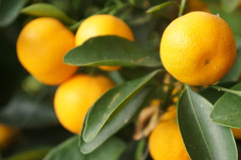lemon, group, tree, yellow, sour, nature, food, food and drink, fruit, healthy eating, citrus fruit, leaf, plant part, freshness, orange color, plant, tangerine, orange, fruit tree, orange - fruit, agriculture, close-up, growth, no people, ripe, organic, outdoors, 4K, CC0, public domain, royalty free