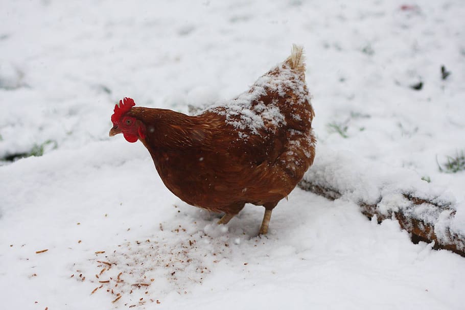 gallina, pollastre, ou, laïc, posada, marró, ploma, ocell, aus de corral, neu, nevat, florència, hivern, bestiar, temperatura de fred, animals domèstics, animal, temes d'animals, pollastre - ocell, camp, un animal, mascotes, mamífer, Color blanc, vertebrats, naturalesa, terra, nacional, cap gent, 2K