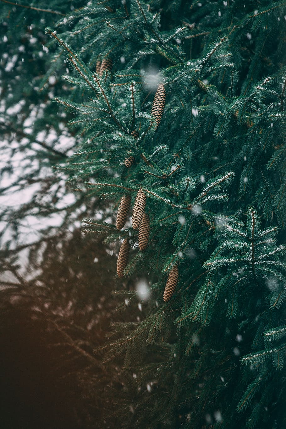 arbre de fulles verdes, arbre, planta, abies, avet, conífera, pi, picea, fons frescos, tumblr backgrounds, fons de HD, fons de pantalla, fons de pantalla HD, fons, fons de l’ordinador, ornament, hivern, neu, peix, animal, arbre de Nadal, creixement, cap gent, naturalesa, color verd, dia, primer pla, bellesa a la natura, enfocament selectiu, pinya de pi, branca, a l'aire lliure, full, part de la planta, tranquil·litat, pinàcies, arbre de coníferes, terra, agulla - part de la planta, 5K