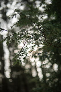 árvore de folhas verdes, plantar, árvore, conífera, larício, abies, abeto, teixo, enfeitar, enfeite, árvore de Natal, pinho, animal, pássaro, cardeal, accipiter, jantar de peru, refeição, assado, jantar, ceia, foco seletivo, crescimento, dia, ninguém, natureza, cor verde, ramo, fechar-se, beleza na natureza, ao ar livre, tranquilidade, focar em primeiro plano, visão de baixo ângulo, frescura, luz solar, folha, parte da planta, Pinheiro, agulha - parte da planta, árvore conífera, árvore de abeto, 5K, CC0, domínio público, royalty free