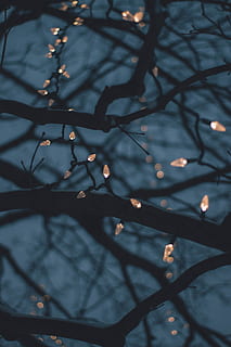string lights, tree, plant, branch, no people, illuminated, nature, focus on foreground, growth, beauty in nature, sky, low angle view, dusk, outdoors, silhouette, night, selective focus, close-up, flower, freshness, 5K, CC0, public domain, royalty free
